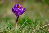 What Does The Colour Purple Mean Sexually