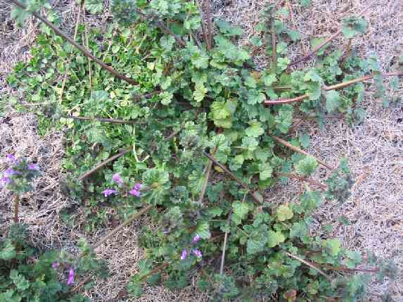 What Does Purple Weed Mean