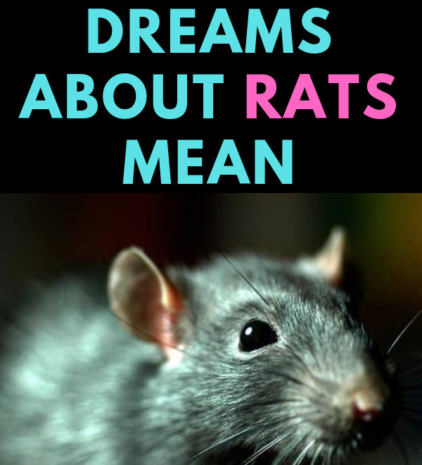 What Does It Mean To Dream With Rats