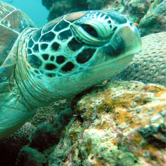 What Do Sea Turtles Mean