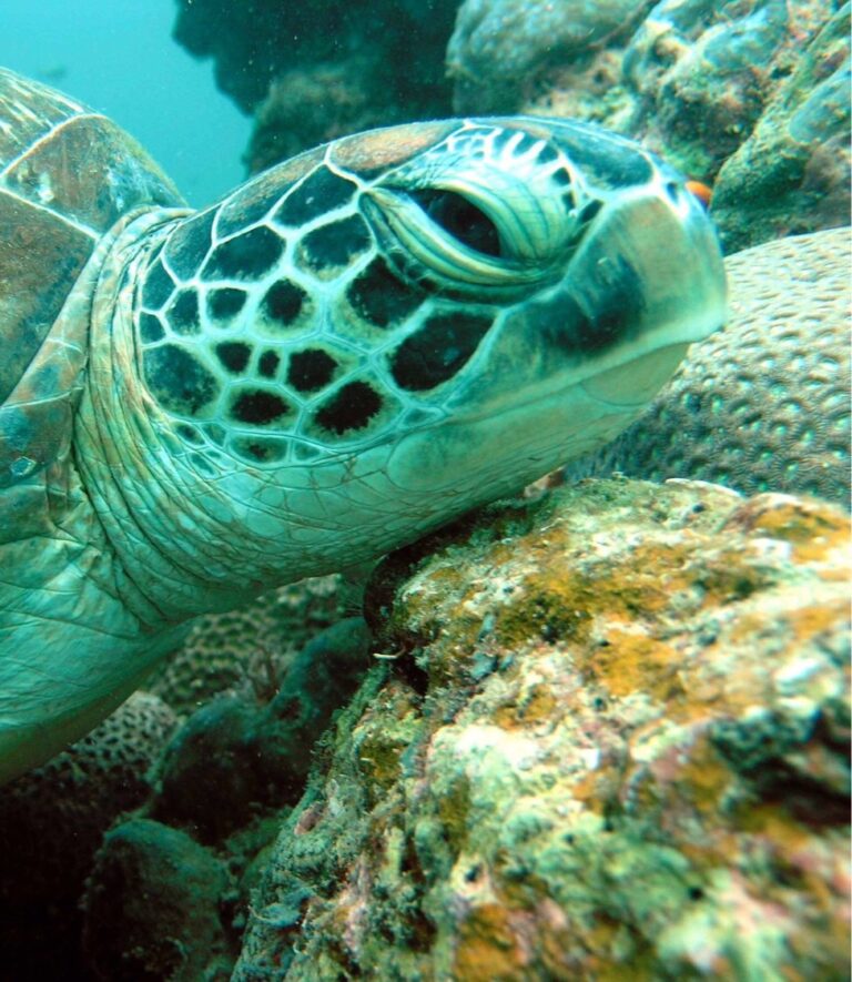 What Do Sea Turtles Mean
