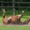 What Does It Mean When A Horse Rolls
