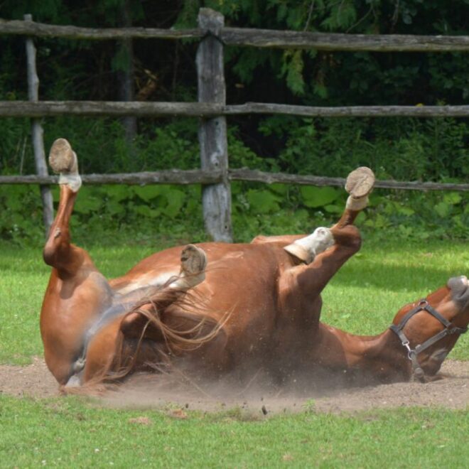What Does It Mean When A Horse Rolls