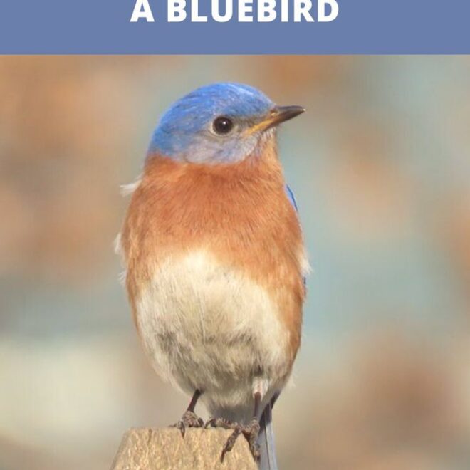 What Does Bluebird Mean Skiing
