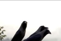 What Do 3 Crows Mean Spiritually