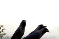 What Does Seeing 3 Crows Mean Spiritually