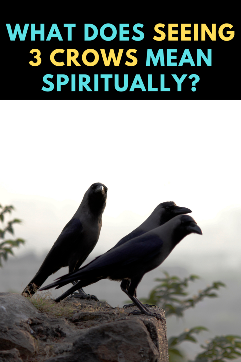 What Does Seeing 3 Crows Mean Spiritually