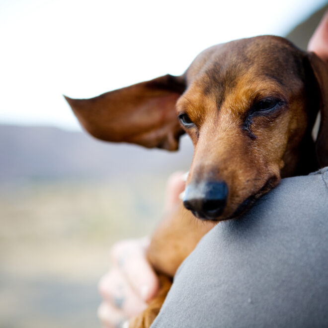 What Does It Mean When Your Dog Cuddles With You