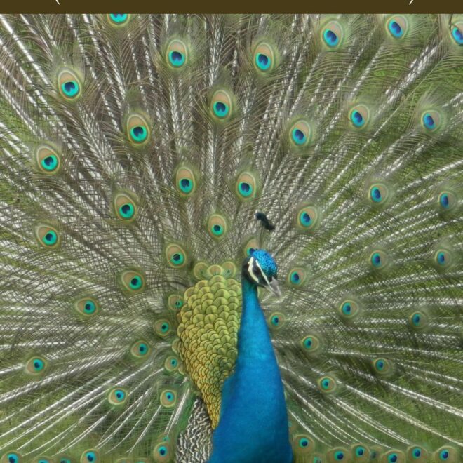 What Does It Mean When A Peacock Crosses Your Path