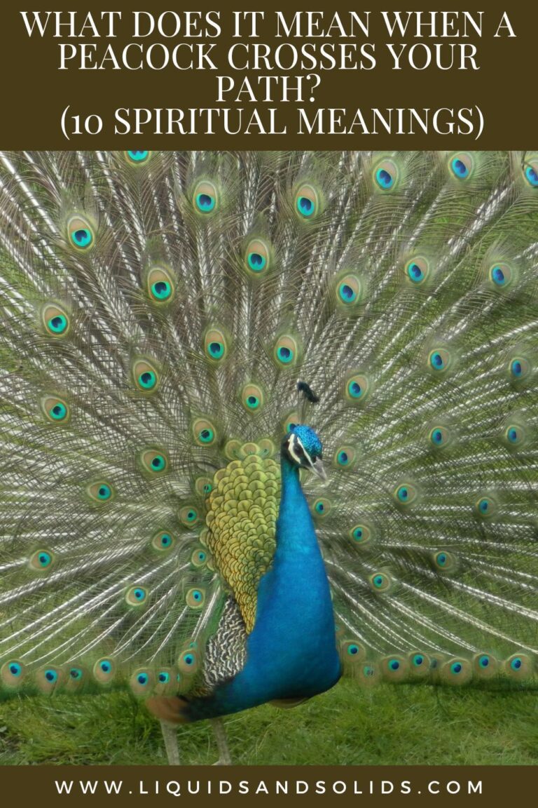 What Does It Mean When A Peacock Crosses Your Path