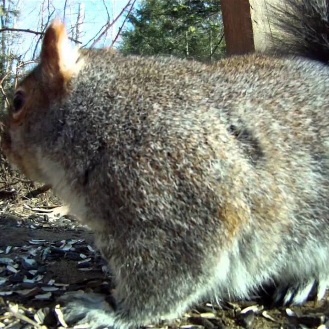 What Does It Mean When A Squirrel Makes Noise