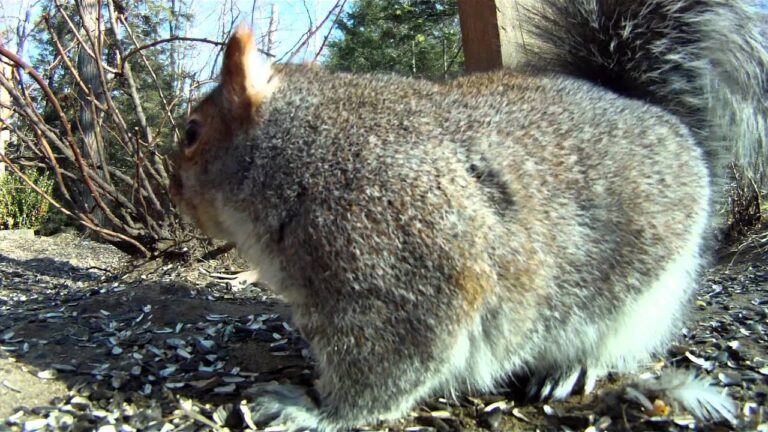 What Does It Mean When A Squirrel Makes Noise