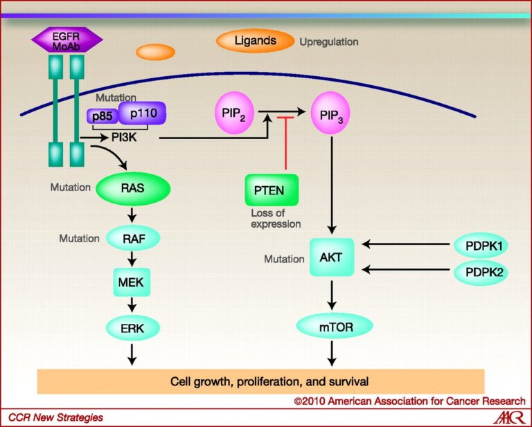 What Does High Mitogen Nil Mean
