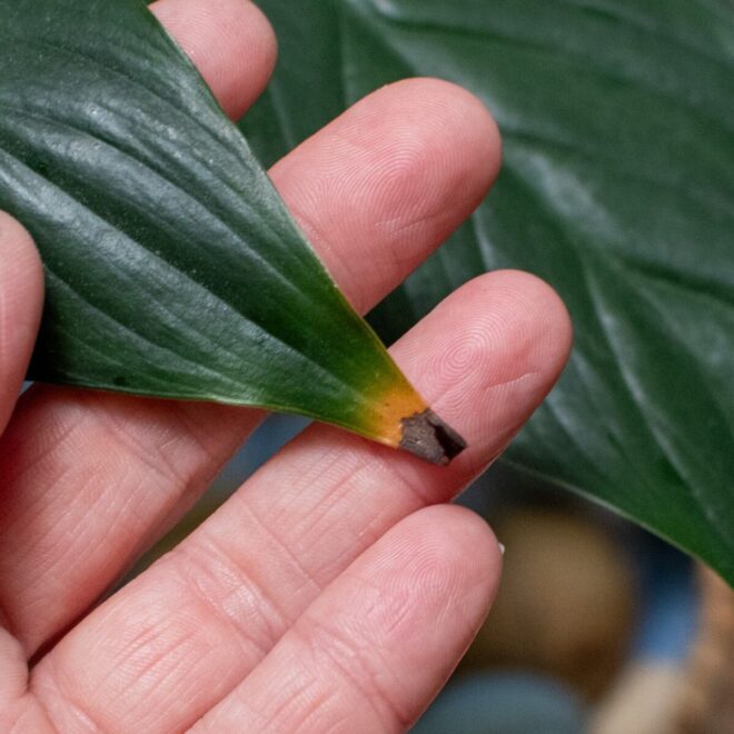 What Does Brown Tips On Plants Mean