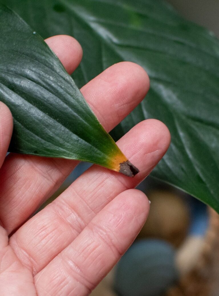 What Does Brown Tips On Plants Mean