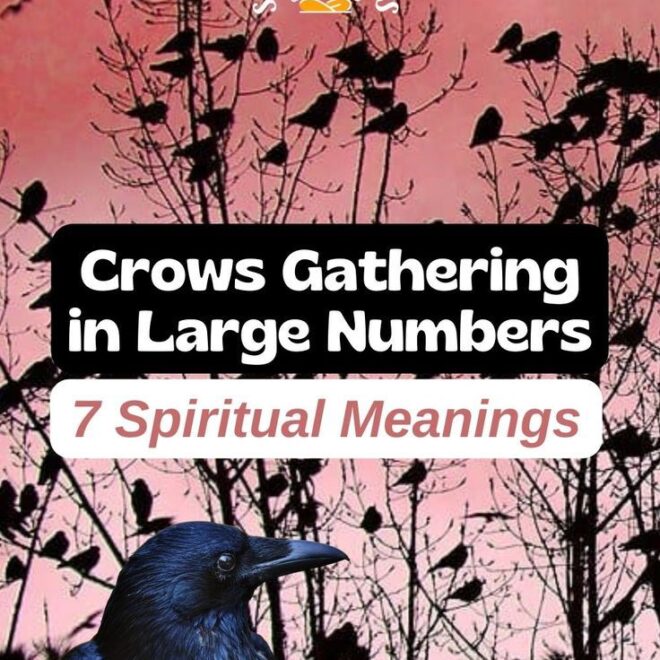 What Do Four Crows Mean