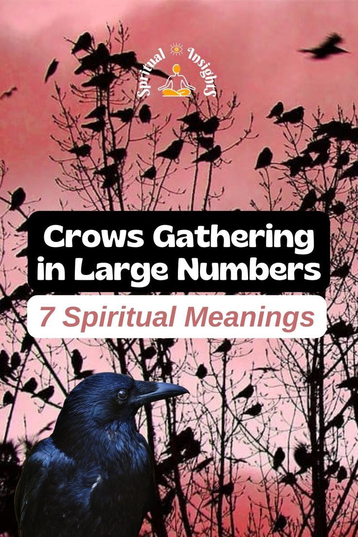 What Do Four Crows Mean