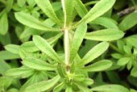 What Does It Mean When Weed Is Sticky