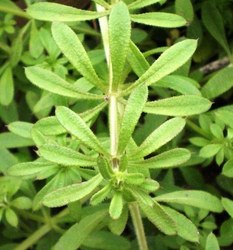 What Does It Mean When Weed Is Sticky