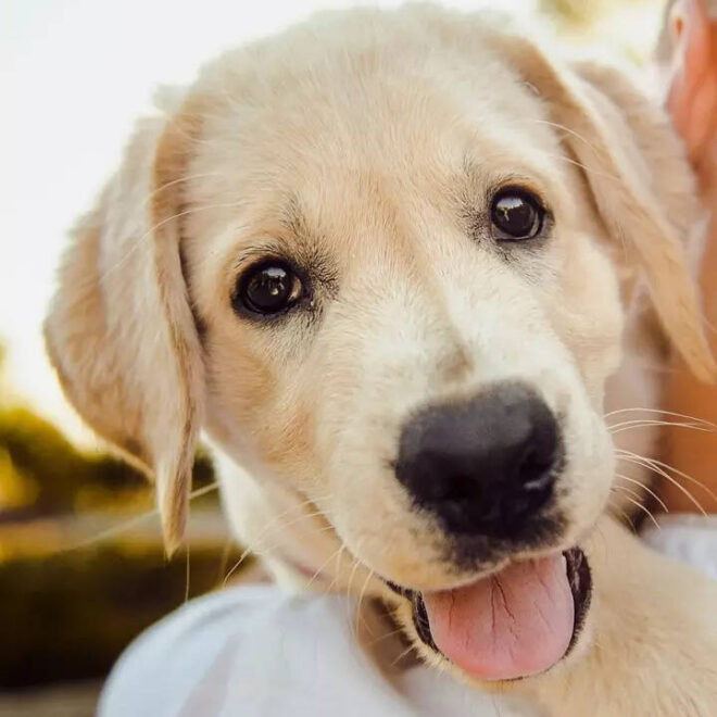 What Does It Mean When You Dream Of A Puppy