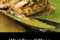 What Does It Mean When You See A Frog