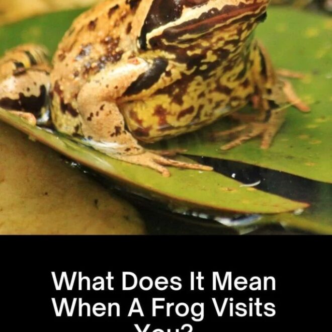 What Does It Mean When You See A Frog