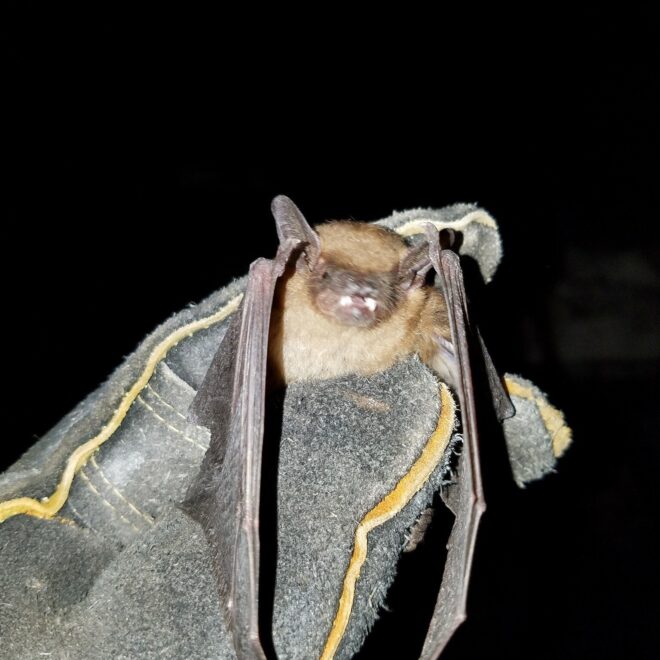 What Does A Bat In Your House Mean
