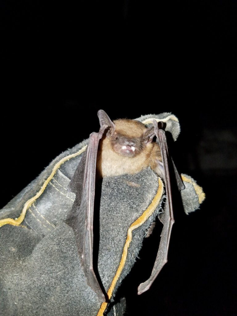 What Does A Bat In Your House Mean