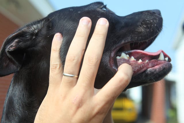 What Does Grey Gums Mean