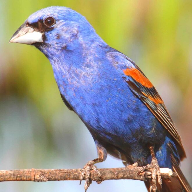 What Does A Blue Cardinal Mean