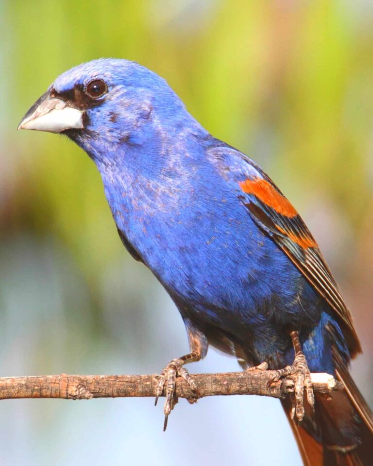 What Does A Blue Cardinal Mean