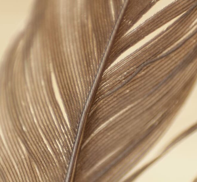 What Does A Brown Feather Mean