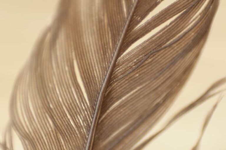 What Does A Brown Feather Mean