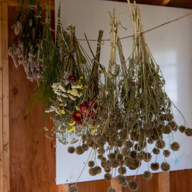 What Does Wildcrafted Mean