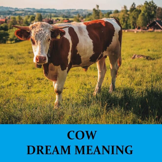 What Does It Mean When You Dream Of Cows
