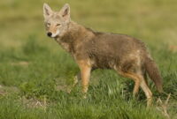 What Does It Mean If A Coyote Crosses Your Path