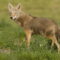 What Does It Mean If A Coyote Crosses Your Path