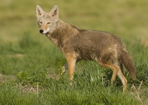 What Does It Mean If A Coyote Crosses Your Path