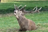 What Does It Mean When A Deer Stomps Its Feet