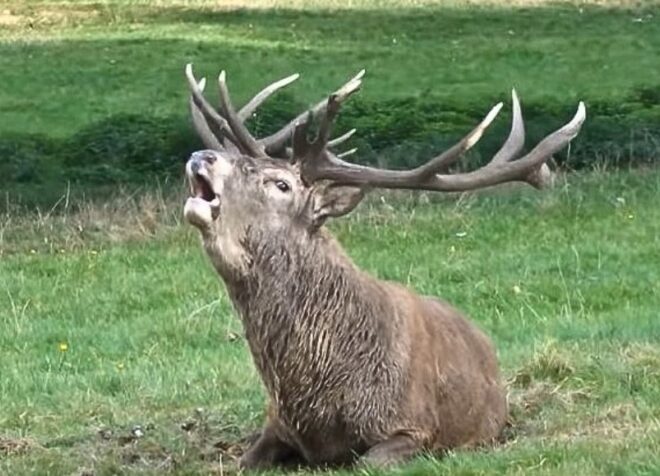 What Does It Mean When A Deer Stomps Its Feet