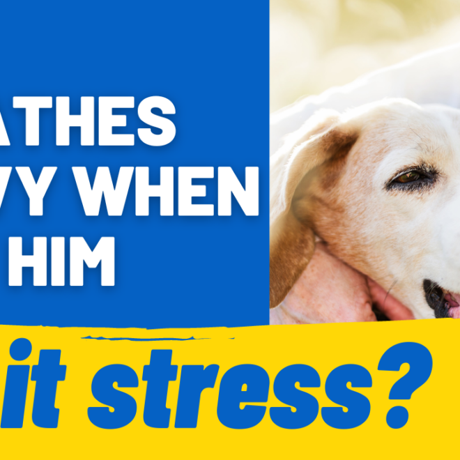 What Does It Mean When A Dog Is Breathing Heavy