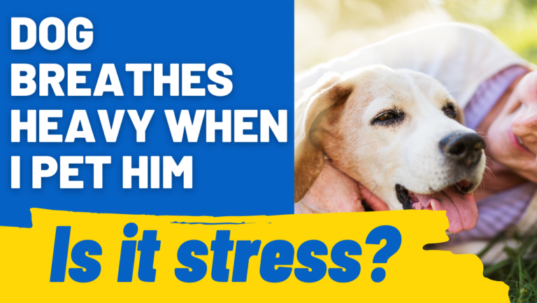 What Does It Mean When Your Dog Breathes Heavily
