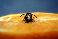 What Does It Mean To Dream Of Wasps