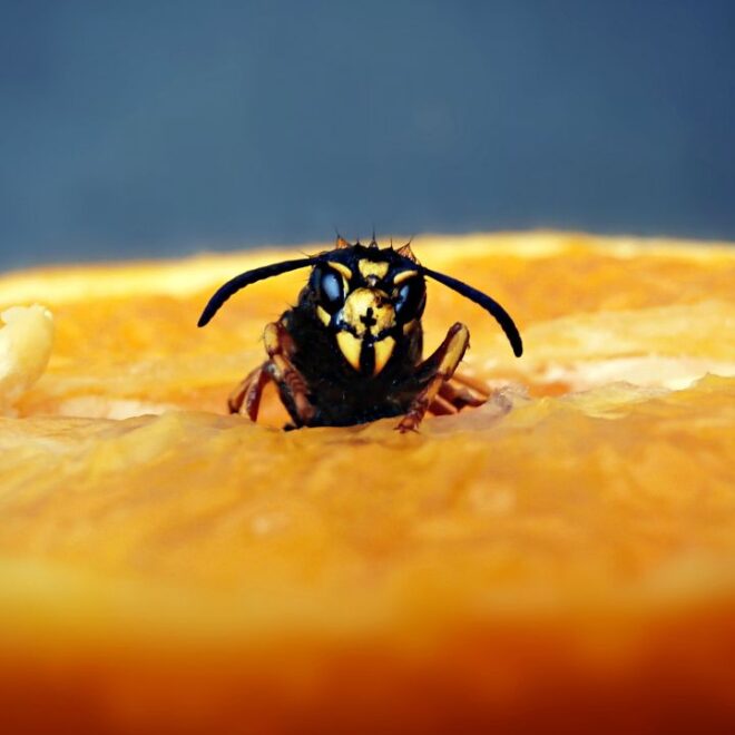 What Does It Mean To Dream Of Wasps