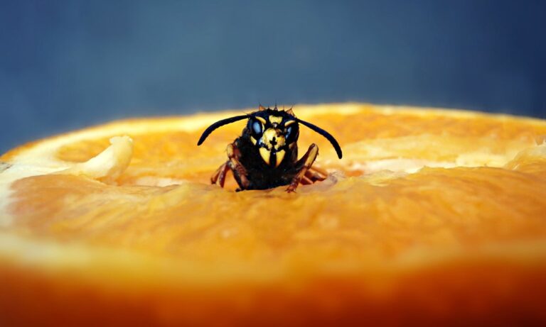 What Does It Mean To Dream Of Wasps