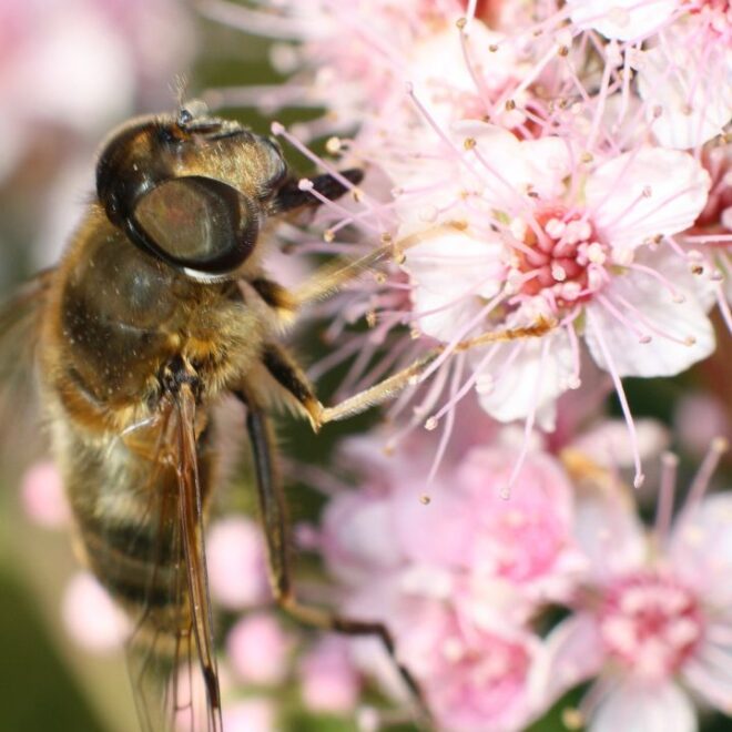 What Does It Mean To Dream About Wasps