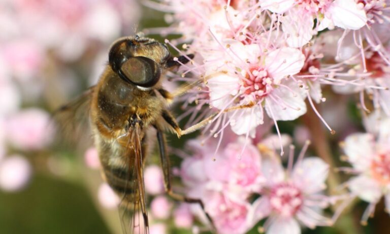 What Does It Mean To Dream About Wasps