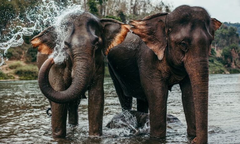 What Does It Mean When You Dream About An Elephant