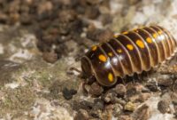 What Do Centipedes Mean Spiritually