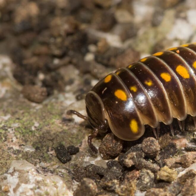 What Do Centipedes Mean Spiritually